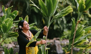 A woman picks large plant leaves from a tree