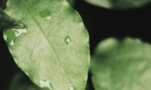 A detail of a leaf